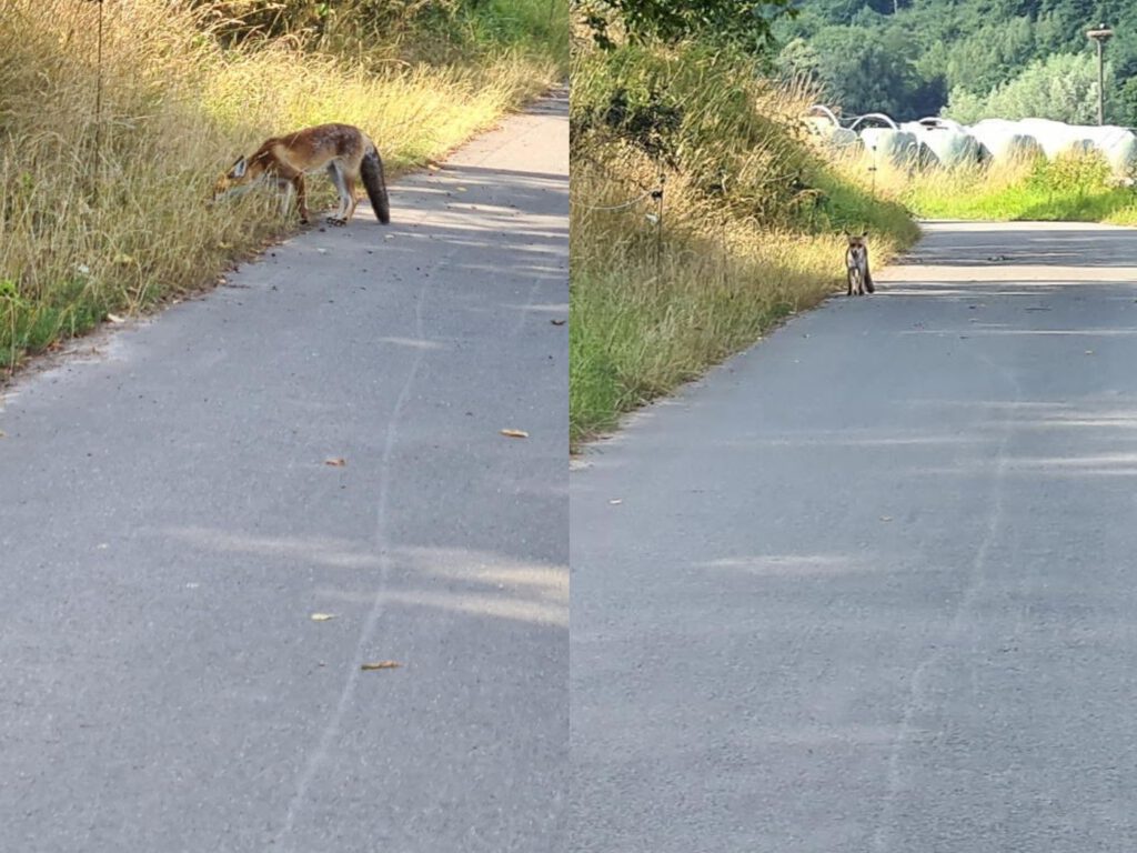 Fuchs auf dem Weg auf Futtersuche