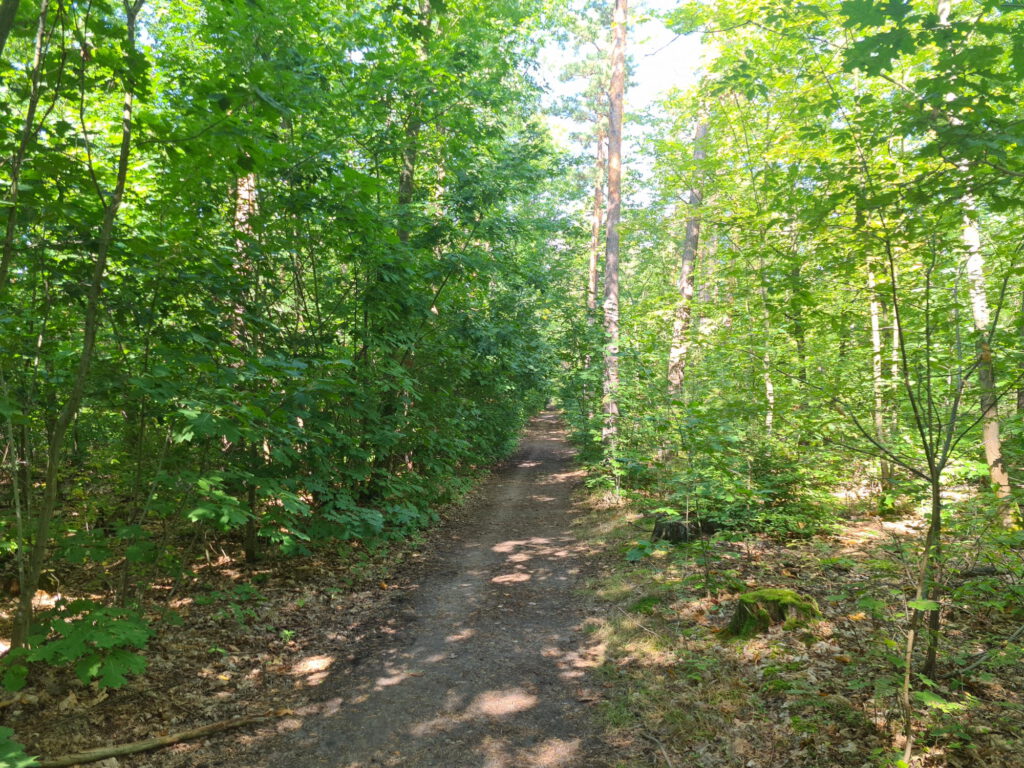 Radweg im Wald
