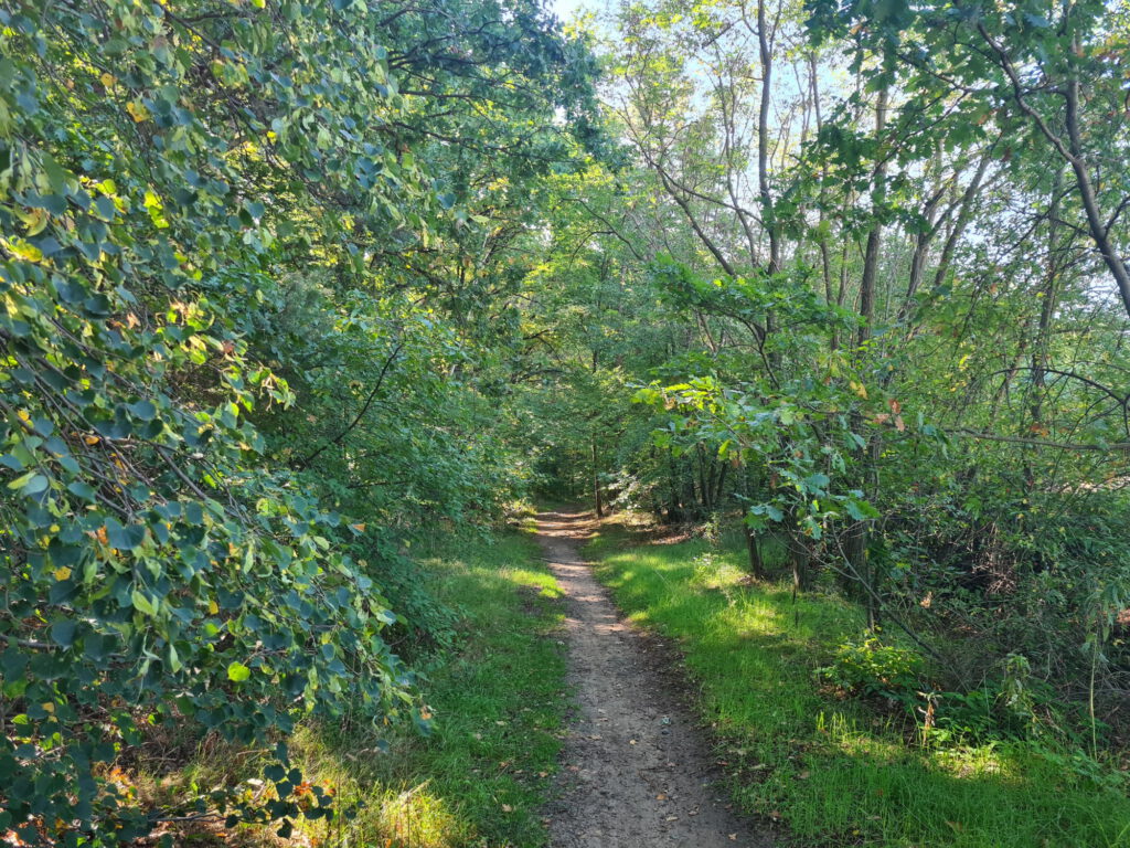 Die Fahrradtour von Dresden nach Mortitzburg fürte auch durch dichte Wälder mit schmalen Wegen