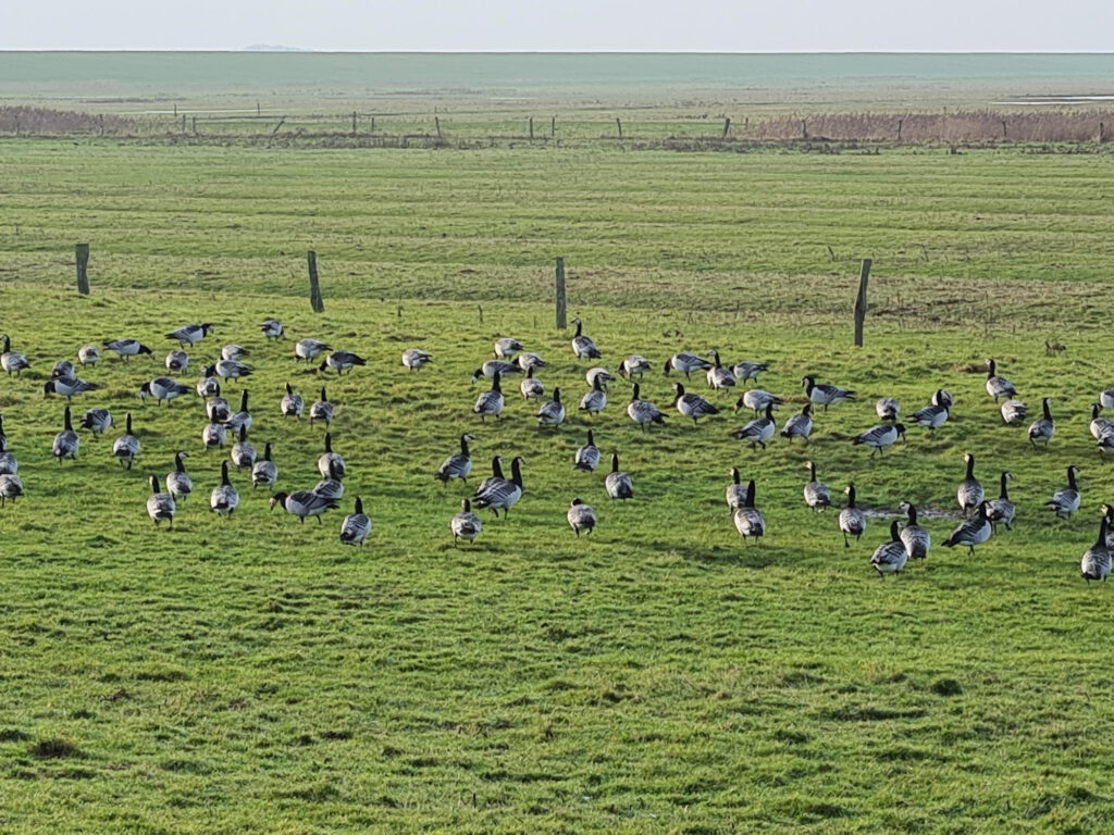 Gänse auf einer Wiese