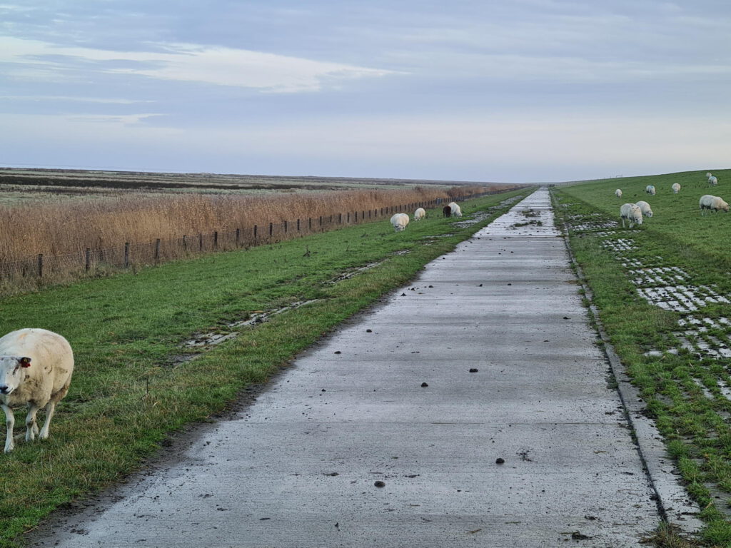 Schafe auf dem Deich