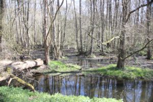 Wasserfläche im Elmpter Schwalmbruch