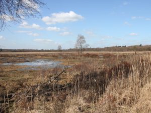 Moorlandschaft im Elmpter Schwalmbruch