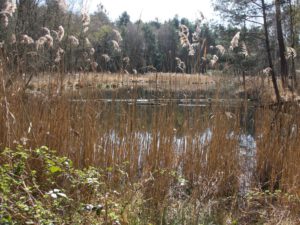 Wasserfläche im Elmpter Schwalmbruch