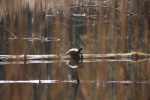 Wasserfläche im Elmpter Schwalmbruch