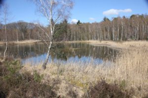 Wasserfläche im Elmpter Schwalmbruch