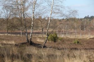 Moorlandschaft im Elmpter Schwalmbruch