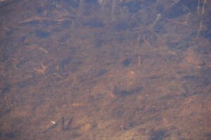 Wasserfläche im Elmpter Schwalmbruch mit Fisch