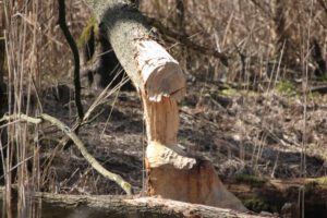Durch Biber gefällter Baum im Elmpter Schwalmbruch