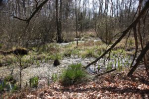 Moorlandschaft im Elmpter Schwalmbruch