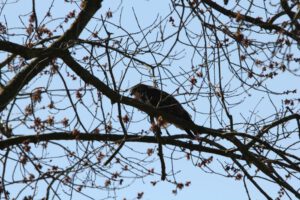 Mäusebussard auf einem Baum im Elmpter Schwalmbruch