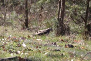 Mäusebussard hat eine Mausgefangen im Elmpter Schwalmbruch
