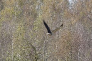 Mäusebussard fliegt mit Beute davon im Elmpter Schwalmbruch